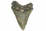 Serrated, Fossil Megalodon Tooth - North Carolina #338547-1